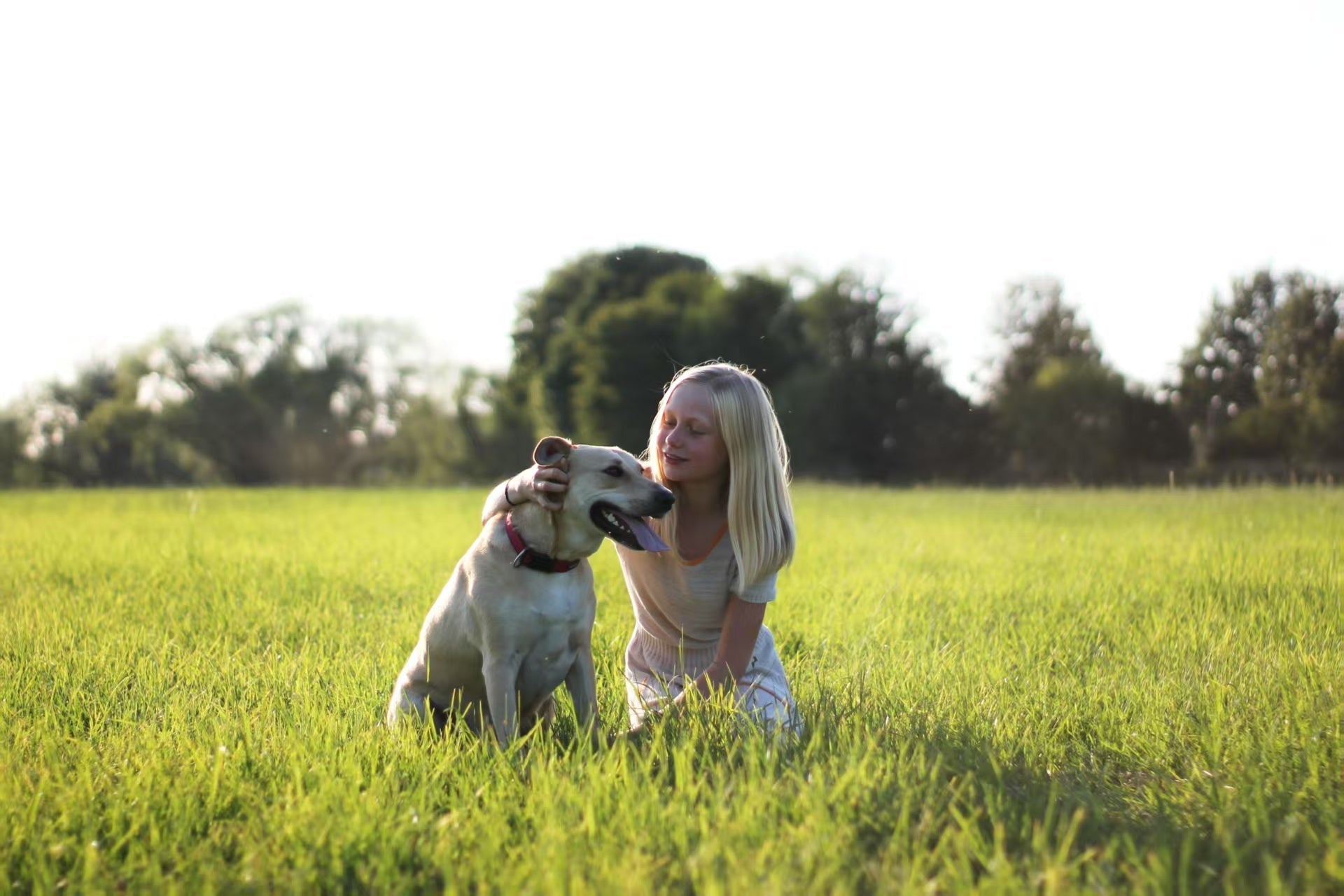 Is Your Dog Smarter Than a Toddler? The Science of Canine Intelligence