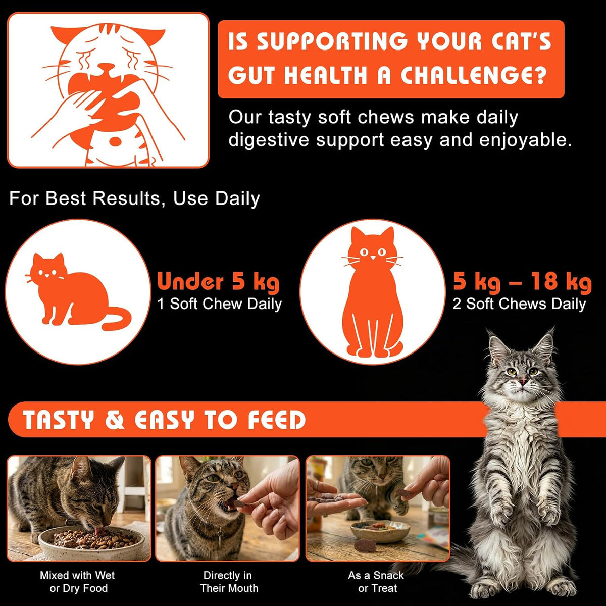 Cat Probiotics