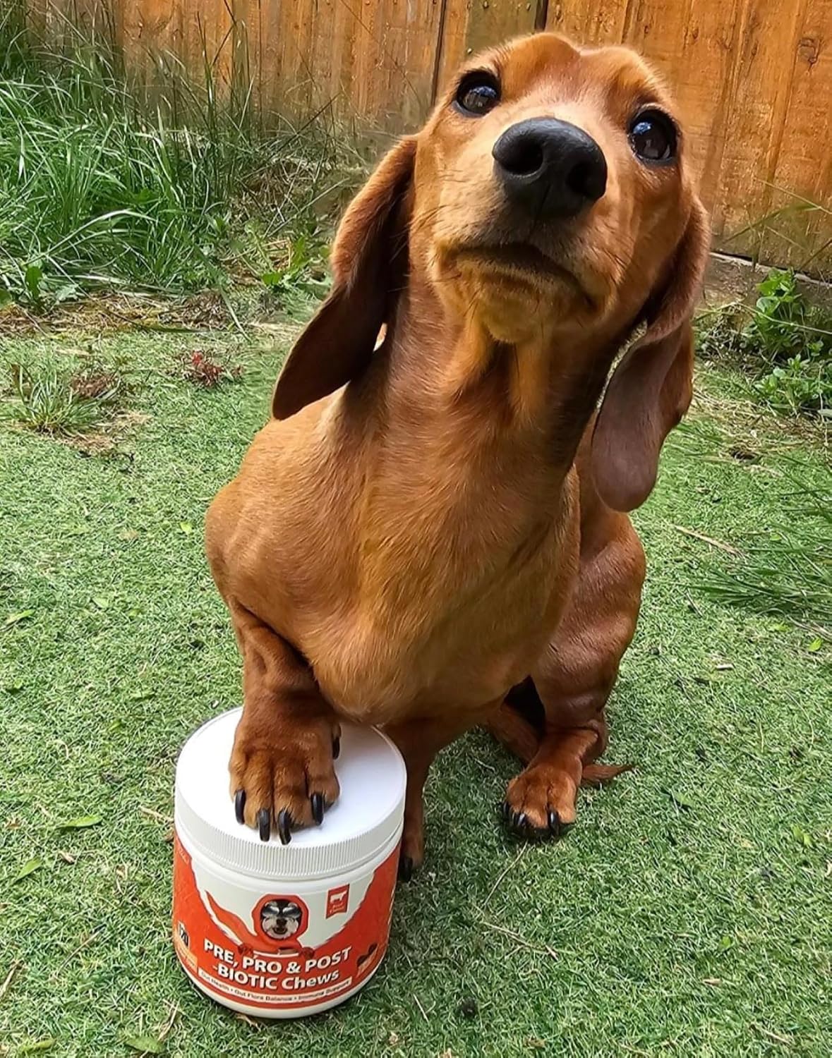 Dog Probiotics