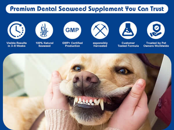Dog with open mouth showing teeth, held by a person, with promotional text about a dental seaweed supplement.