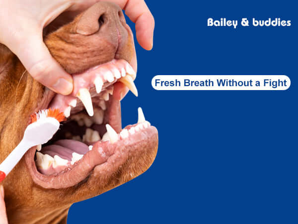Dog being brushed with a toothbrush against a blue background with 'Bailey & Buddies' text.