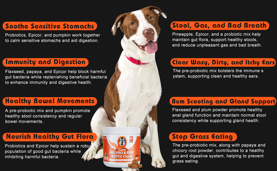 Dog with a probiotic supplement bottle and text about its benefits on a black background